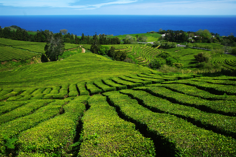Plantações de chá Gorreana em São Miguel dos Açores
