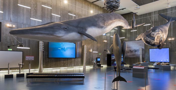 Museu da Baleia na Ilha da Madeira